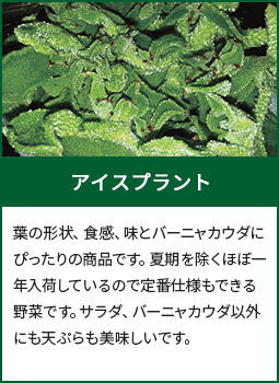 アイスプラント