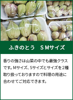 ふきのとう　S Mサイズ