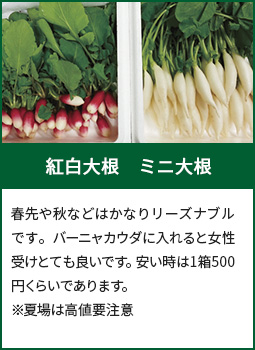 紅白大根　ミニ大根