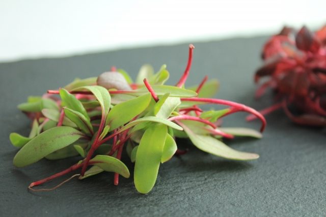 マイクロデトロイト