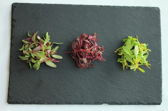 マイクロリーフ