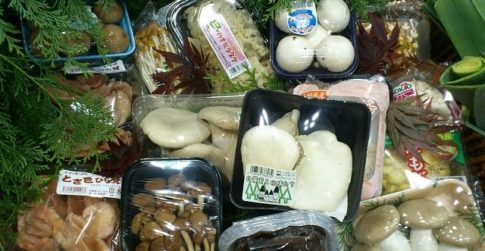 情報量は日本一！キノコカタログ作成中です(^O^)／