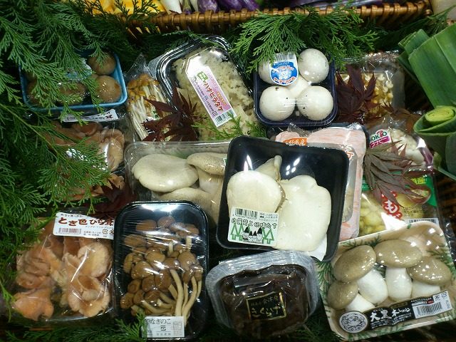 情報量は日本一！キノコカタログ作成中です(^O^)／