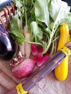 オススメ野菜達～  水茄子 黄ズッキーニ 渦巻きビーツ 紫アスパラ
