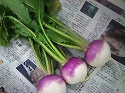 彩根菜のご紹介｜業務用野菜のベジクル
