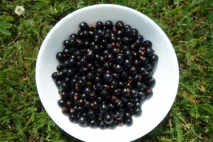 黒スグリ(カシス)